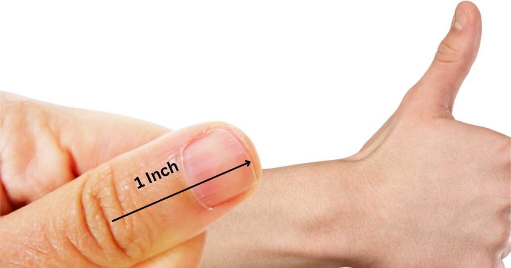 An Adult Thumb From Knuckle To Tip